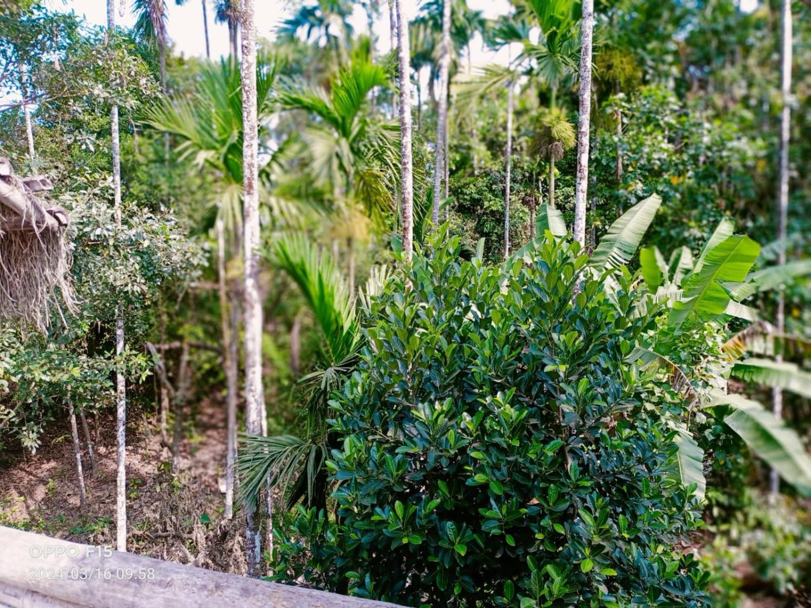 Streaming Valley Independent Coffee Estate Stay Madikeri Extérieur photo